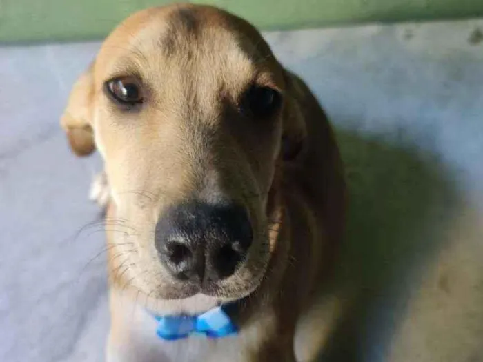 Cachorro ra a SRD idade 2 a 6 meses nome Sabiá 