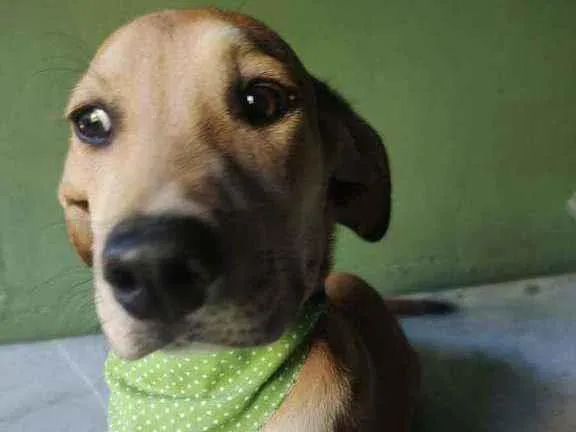 Cachorro ra a SRD idade 2 a 6 meses nome Sabiá 