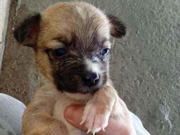 Cachorro ra a Vira lata idade Abaixo de 2 meses nome Sem nome