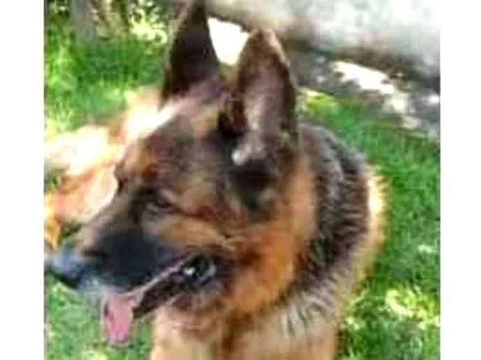 Cachorro ra a Pastor Alemão idade 6 ou mais anos nome Átila