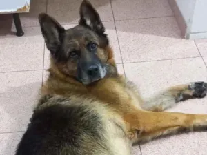 Cachorro raça Pastor Alemão idade 6 ou mais anos nome Átila