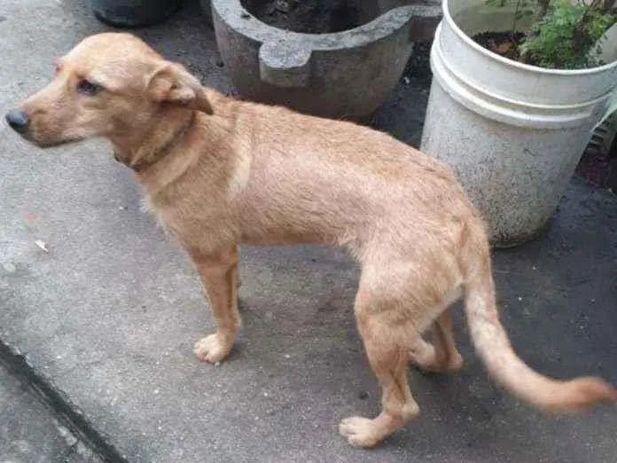 Cachorro ra a SRD idade 7 a 11 meses nome Valente 
