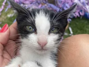 Gato raça Srd idade 2 a 6 meses nome Sem nome