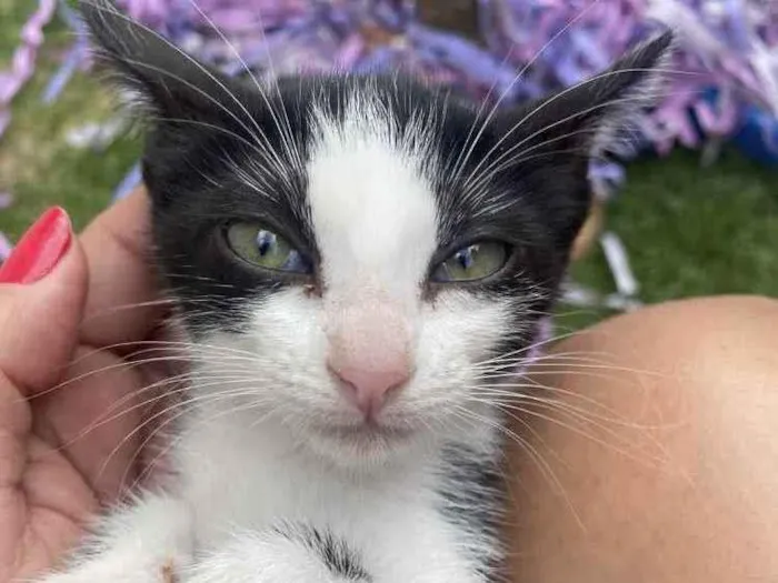 Gato raça Srd idade 2 a 6 meses nome Sem nome