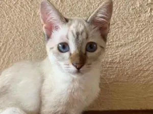 Gato raça Srd idade 2 a 6 meses nome Theo