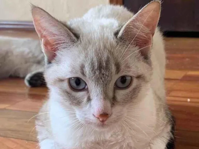 Gato raça Srd idade 2 a 6 meses nome Helena 