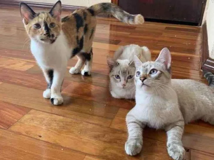 Gato raça Srd idade 2 a 6 meses nome Helena 