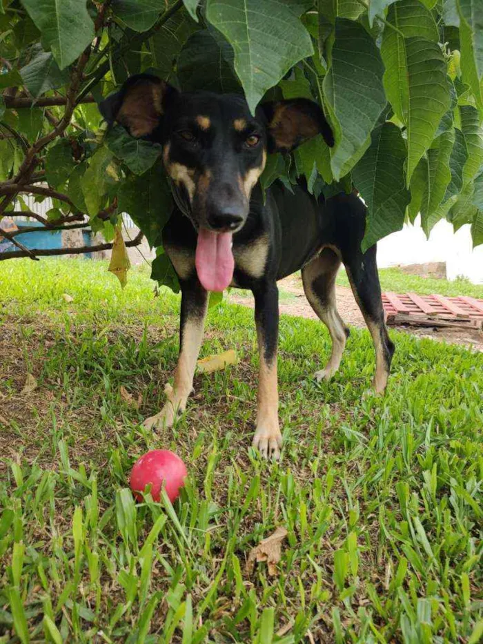 Cachorro ra a SRD idade 2 anos nome MEL