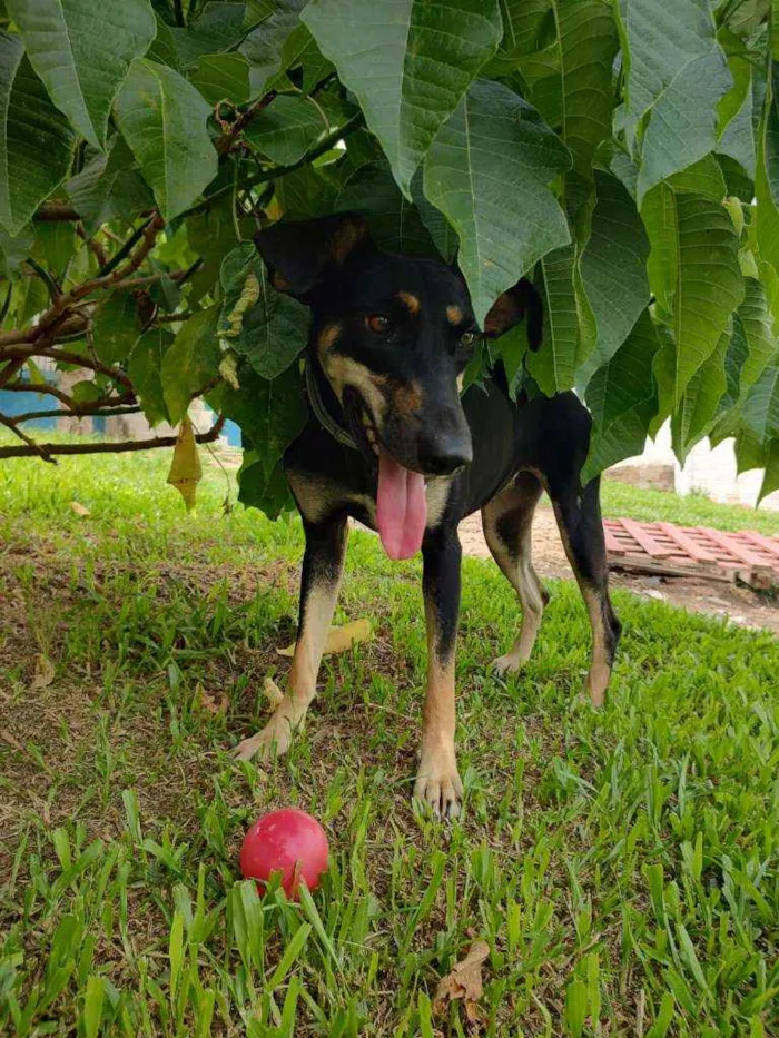 Cachorro ra a SRD idade 2 anos nome MEL