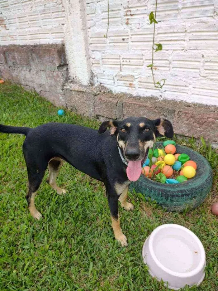 Cachorro ra a SRD idade 2 anos nome MEL