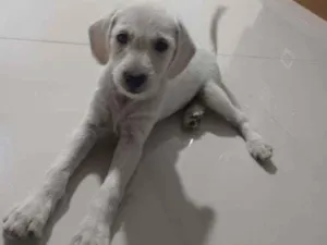 Cachorro raça Mãe pudo pai vira lata idade Abaixo de 2 meses nome Tóquio