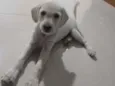 Tóquio