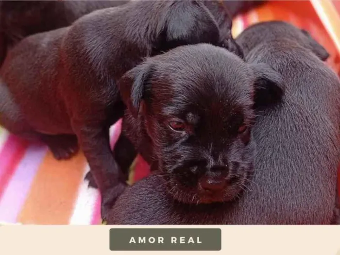 Cachorro ra a Porte pequeno/médio idade Abaixo de 2 meses nome Miles Davis