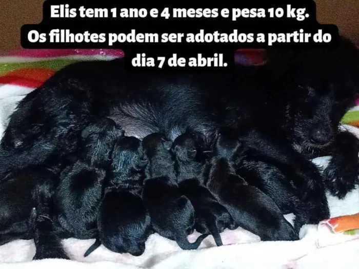 Cachorro ra a Porte pequeno/médio idade Abaixo de 2 meses nome Miles Davis