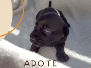 Cachorro raça Porte pequeno/médio idade Abaixo de 2 meses nome Miles Davis