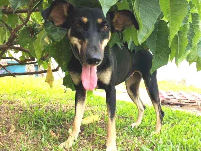 Cachorro ra a SRD idade 2 anos nome MEL