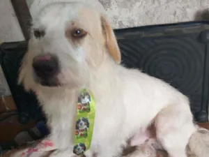 Cachorro raça Sdr idade 1 ano nome Benjamin 