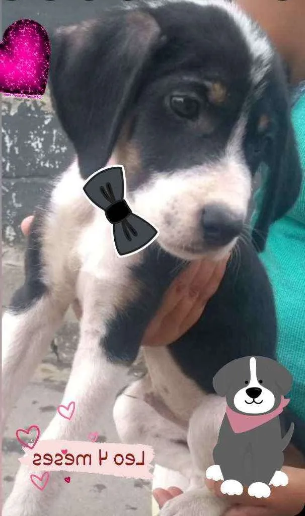 Cachorro ra a Srd idade 2 a 6 meses nome Léo 