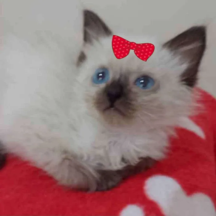 Gato ra a Siamesa  idade 2 a 6 meses nome Sofia 