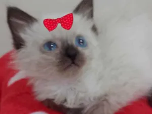 Gato raça Siamesa  idade 2 a 6 meses nome Sofia 