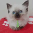 Tom 
