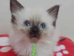 Gato raça Siames  idade 2 a 6 meses nome Tom 
