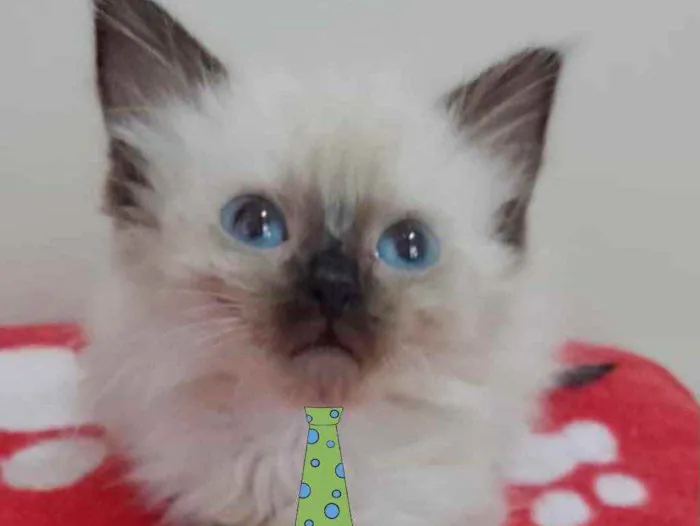 Gato ra a Siames  idade 2 a 6 meses nome Tom 