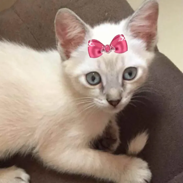 Gato ra a Mestiça  idade 2 a 6 meses nome Jade 