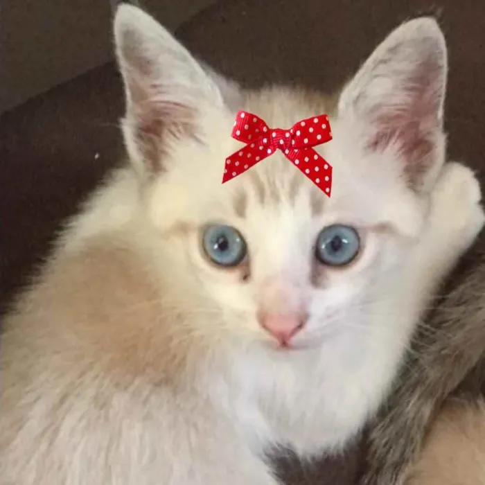 Gato ra a Mestiça  idade 2 a 6 meses nome Nicole 