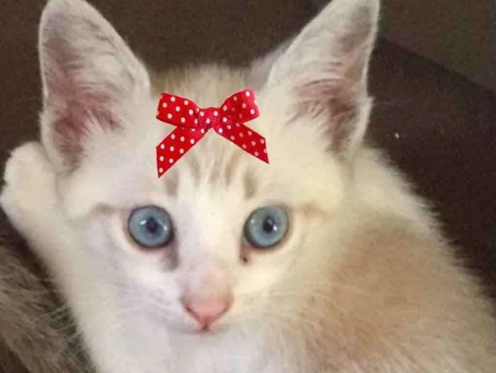Gato ra a Mestiça  idade 2 a 6 meses nome Nicole 