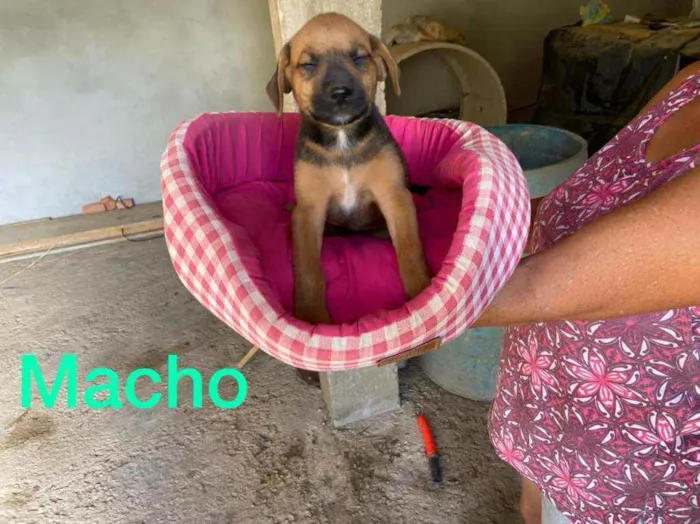 Cachorro raça Srd  idade 2 a 6 meses nome Filhotes 