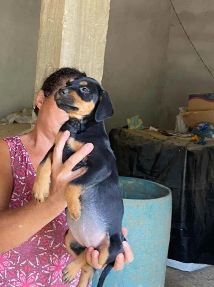 Cachorro raça Srd  idade 2 a 6 meses nome Filhotes 