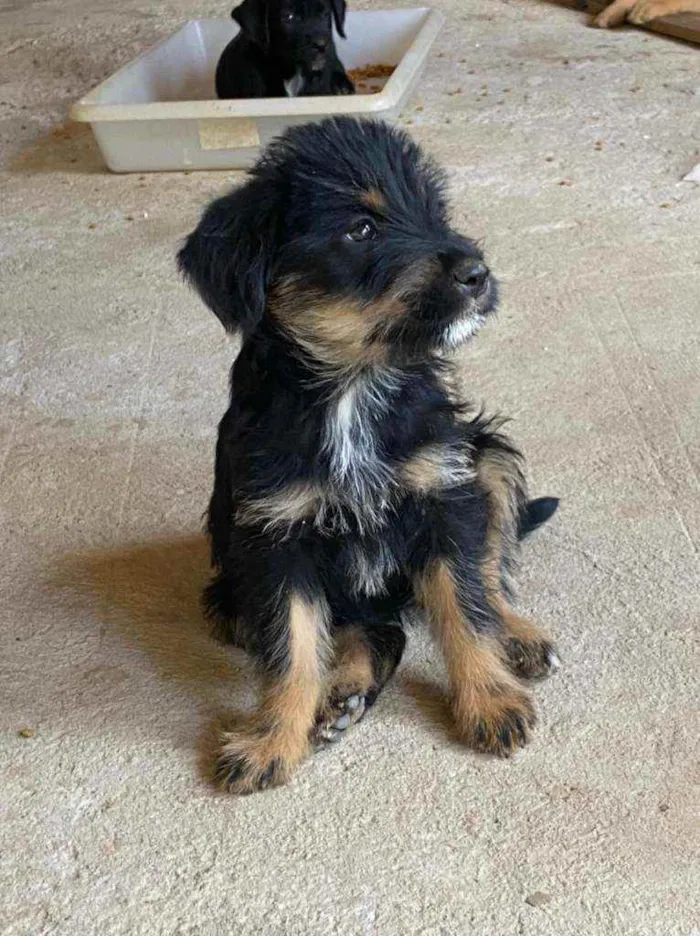 Cachorro raça Srd  idade 2 a 6 meses nome Filhotes 