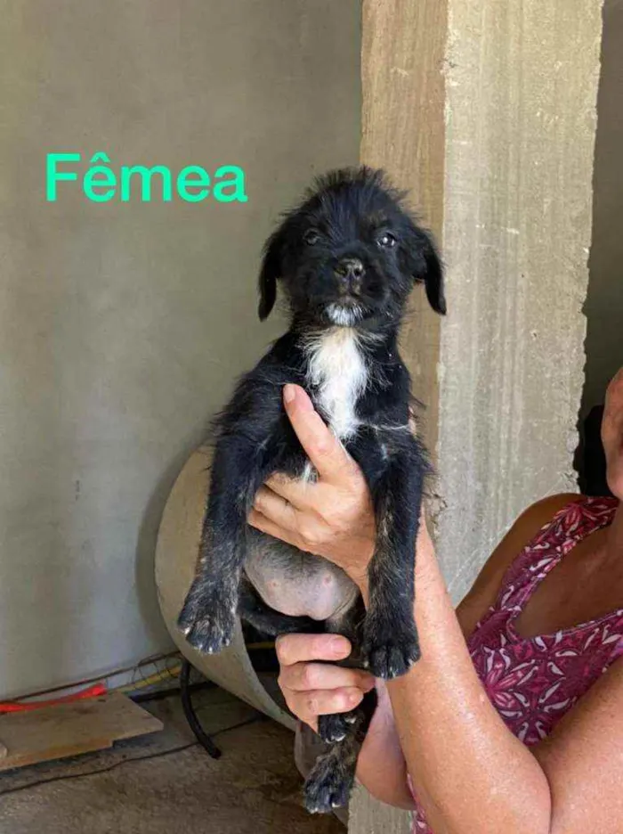 Cachorro raça Srd  idade 2 a 6 meses nome Filhotes 