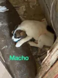 Cachorro raça Srd  idade 2 a 6 meses nome Filhotes 