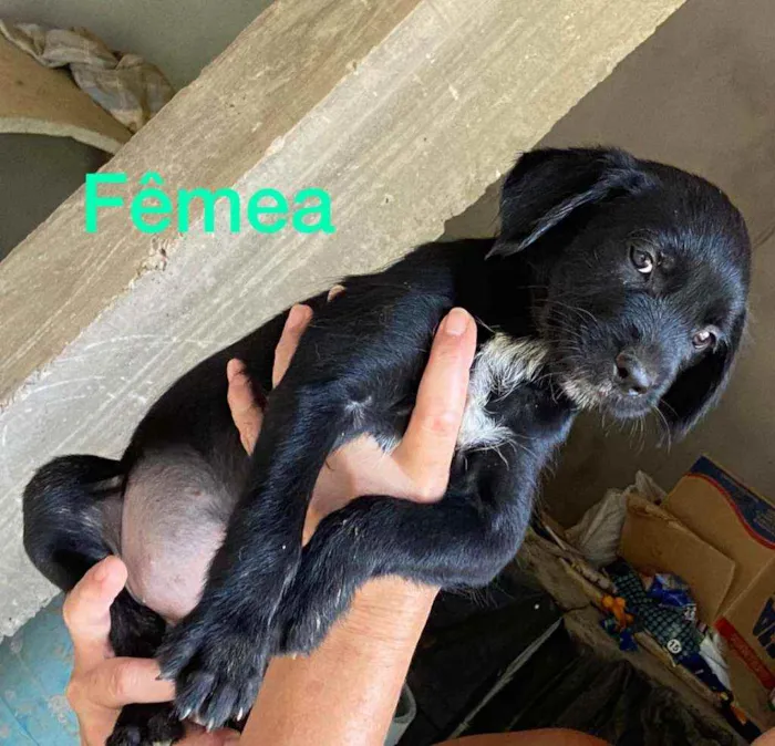 Cachorro raça Srd  idade 2 a 6 meses nome Filhotes 