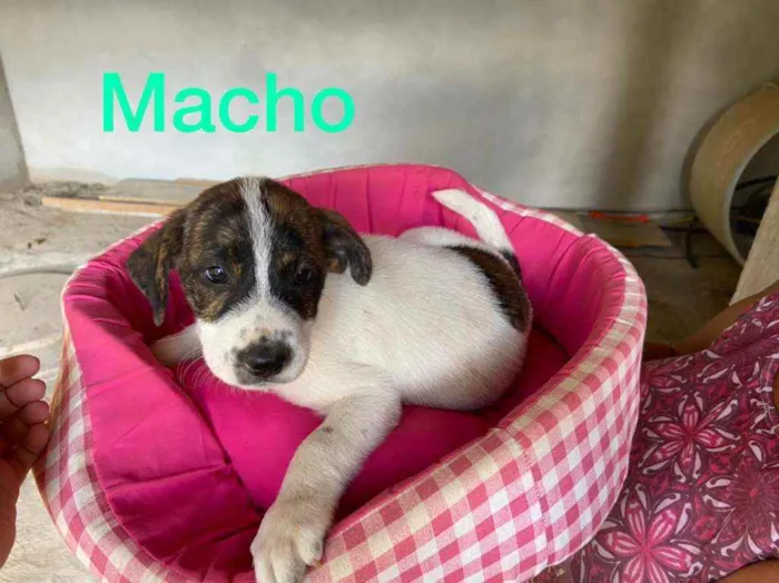 Cachorro raça Srd  idade 2 a 6 meses nome Filhotes 