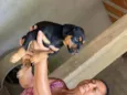 Cachorro raça Srd  idade 2 a 6 meses nome Filhotes 