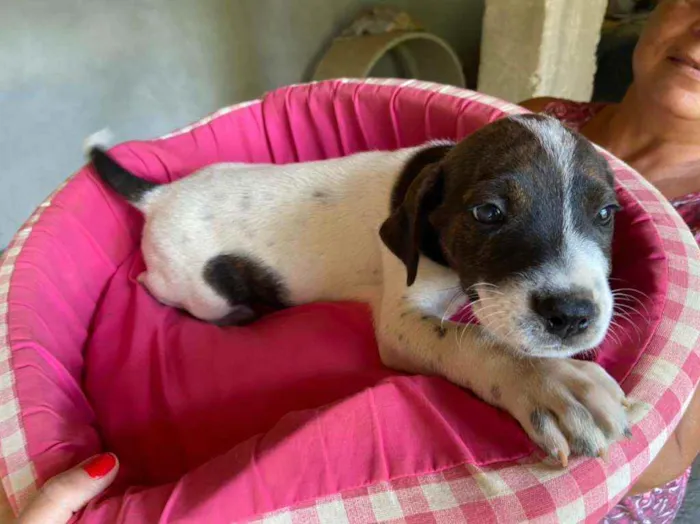 Cachorro raça Srd  idade 2 a 6 meses nome Filhotes 