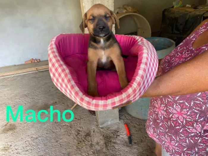 Cachorro raça Srd  idade 2 a 6 meses nome Filhotes 