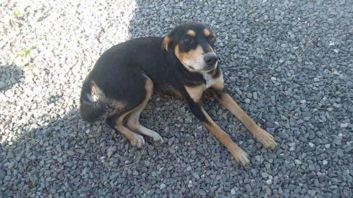 Cachorro ra a Vira lata idade 7 a 11 meses nome Maia 