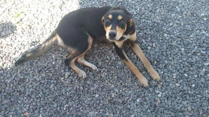 Cachorro ra a Vira lata idade 7 a 11 meses nome Maia 