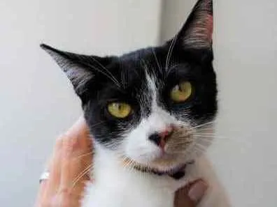 Gato ra a SRD idade 7 a 11 meses nome Dorothy