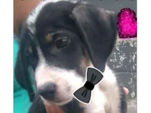 Cachorro raça Srd idade 2 a 6 meses nome Léo 