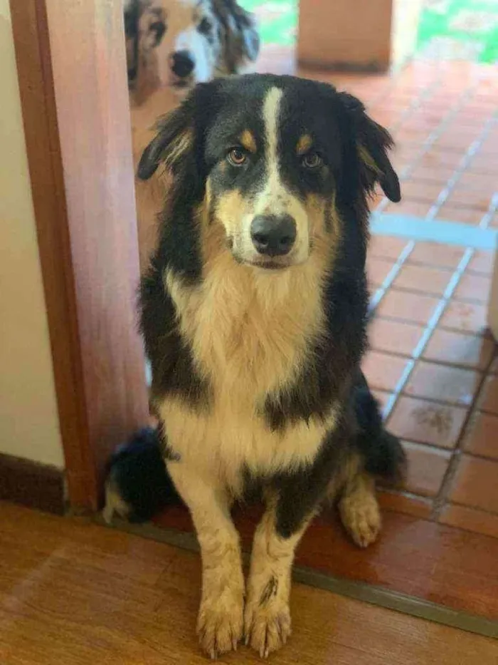 Cachorro ra a Pastor australiano idade 7 a 11 meses nome Boi
