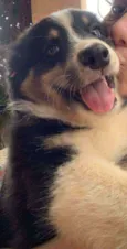 Boi