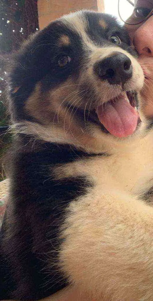 Cachorro ra a Pastor australiano idade 7 a 11 meses nome Boi