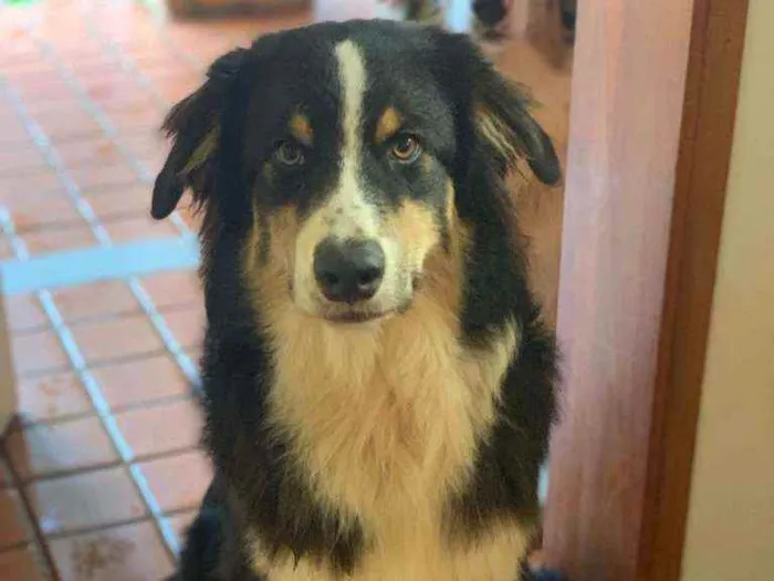 Cachorro ra a Pastor australiano idade 7 a 11 meses nome Boi