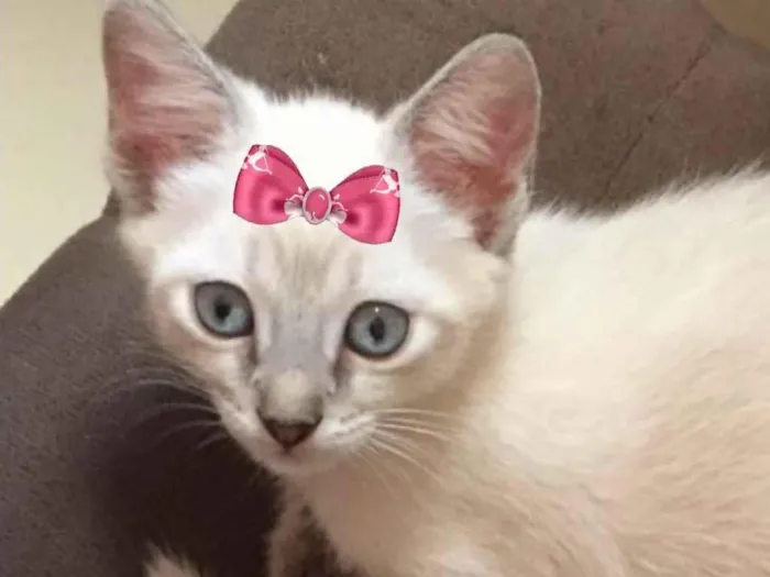 Gato ra a Mestiça  idade 2 a 6 meses nome Jade 