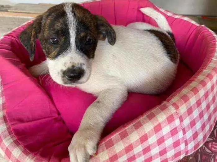 Cachorro raça Srd  idade 2 a 6 meses nome Filhotes 